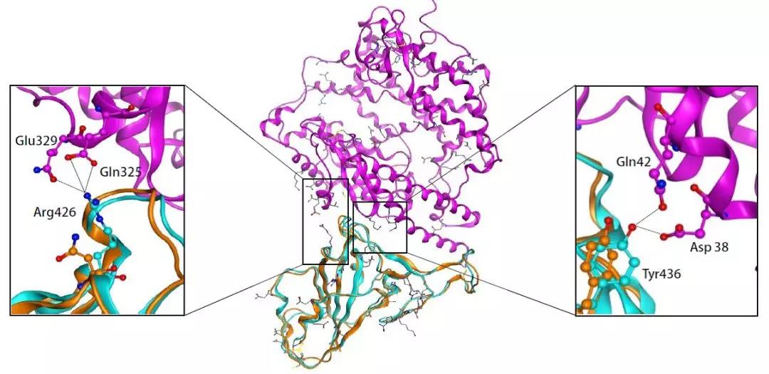 北大团队重磅发现：常用药氨溴索【沐舒坦】或可治疗武汉新冠肺炎